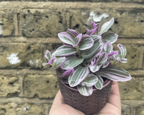 wandering jew growing upwards