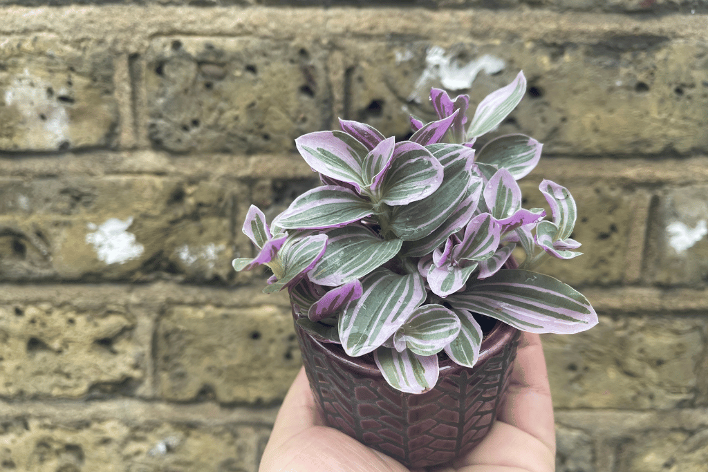 wandering jew growing upwards