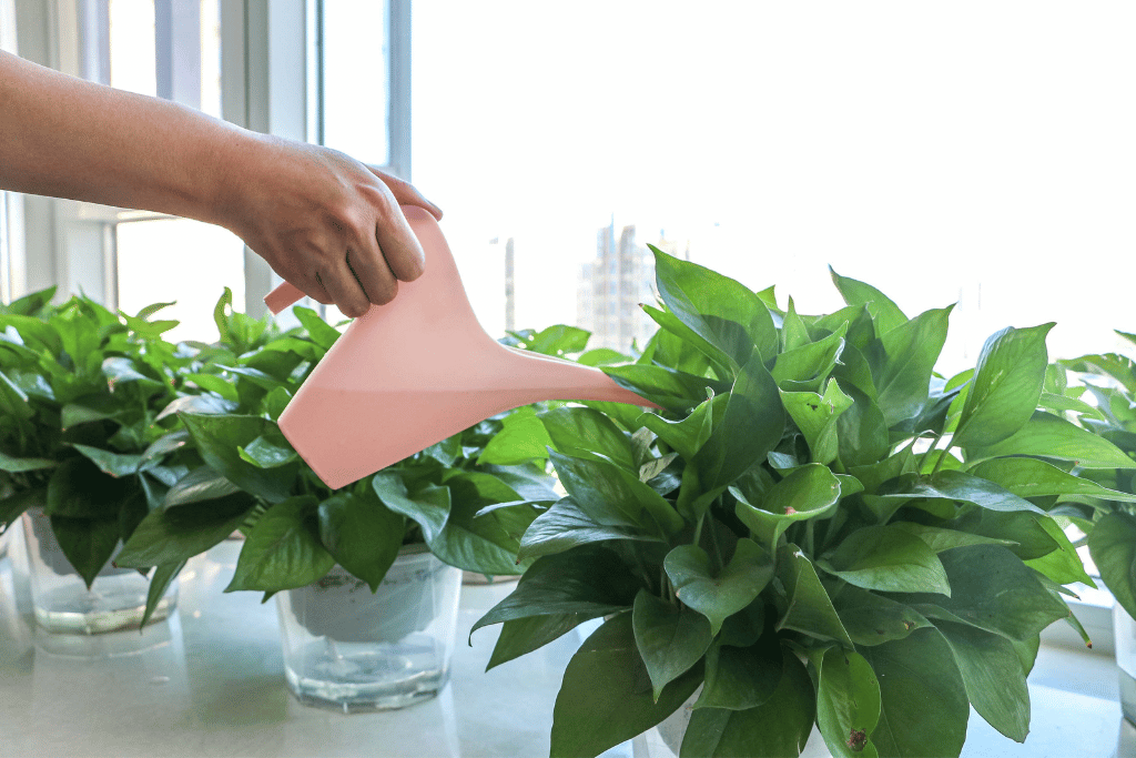 Watering Pothos