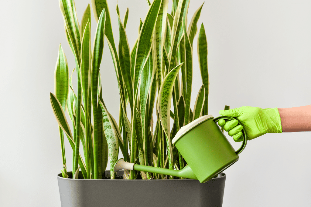 overwatered snake plant