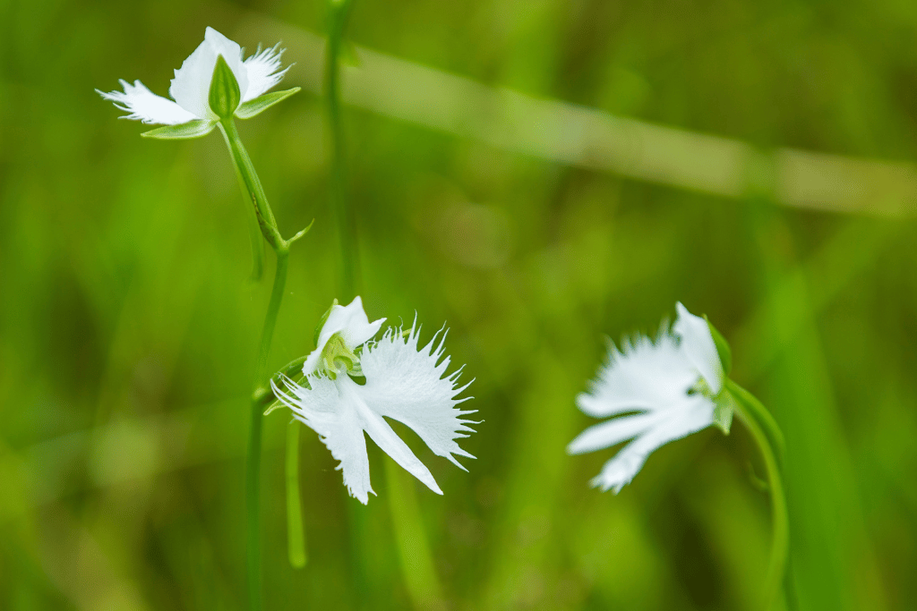 White Egret Flower 