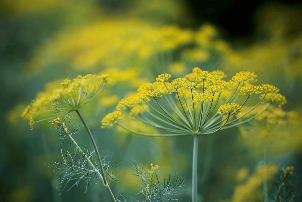 Wild fennel (Foeniculum vulgare)