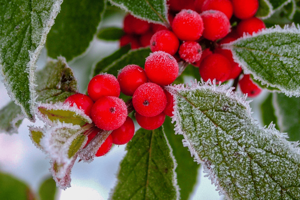 Winterberry Holly