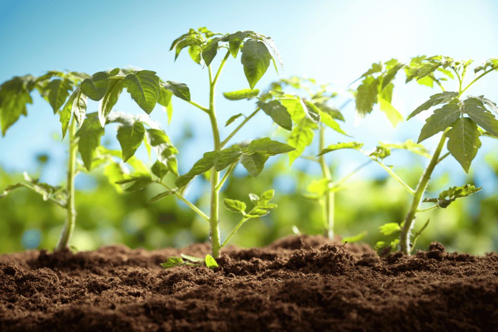 Young Tomato Plants