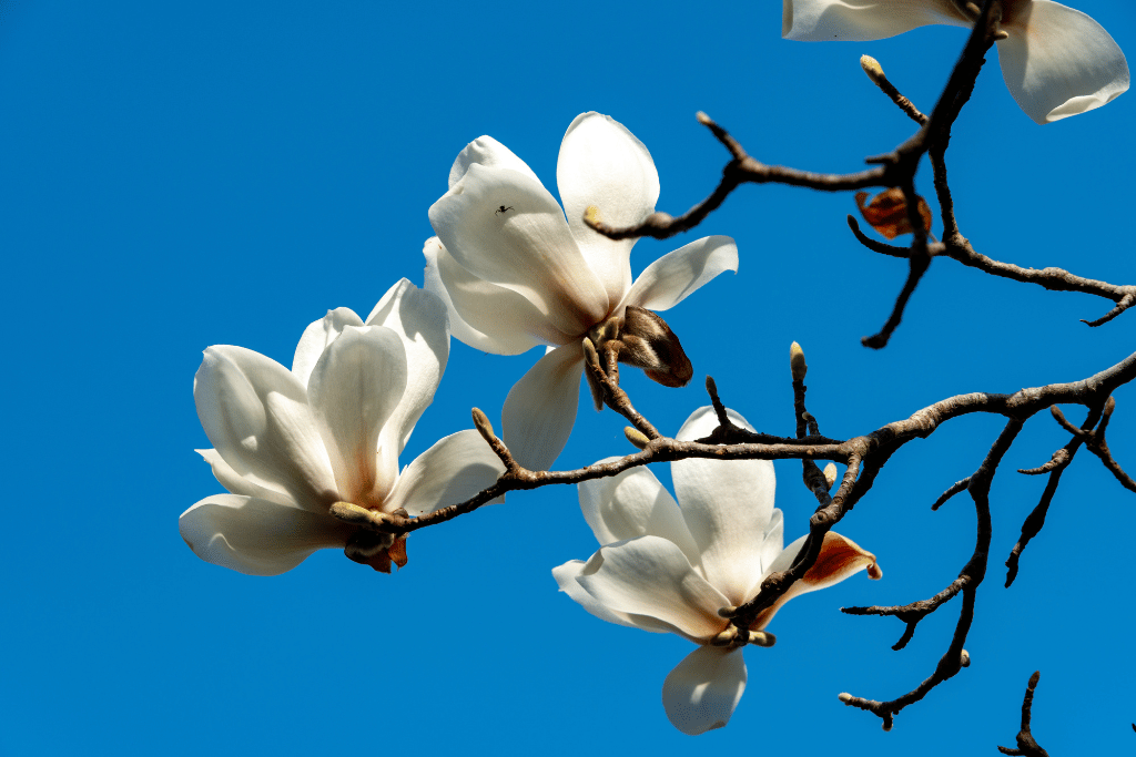 Yulan Magnolia