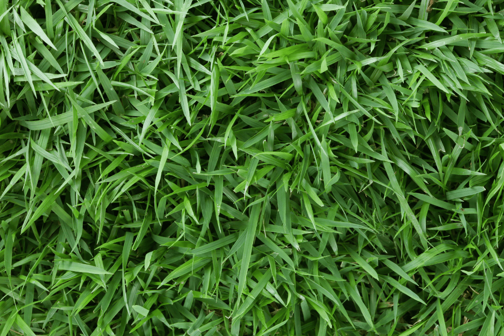 Zoysia Grass