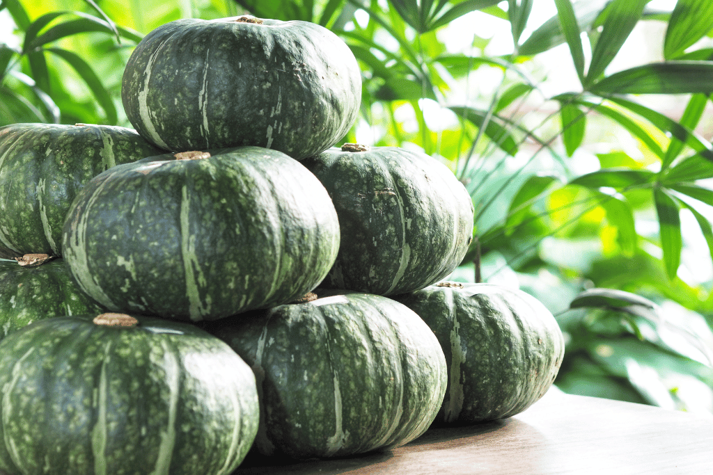 green pumpkin varieties