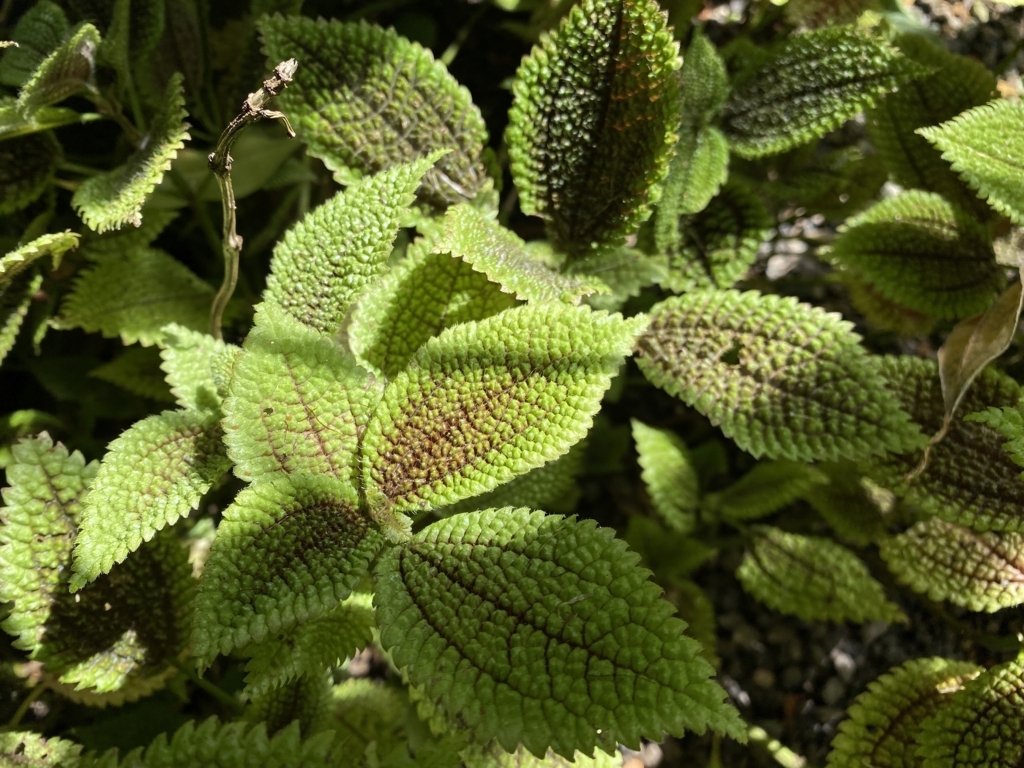 pilea involucrata