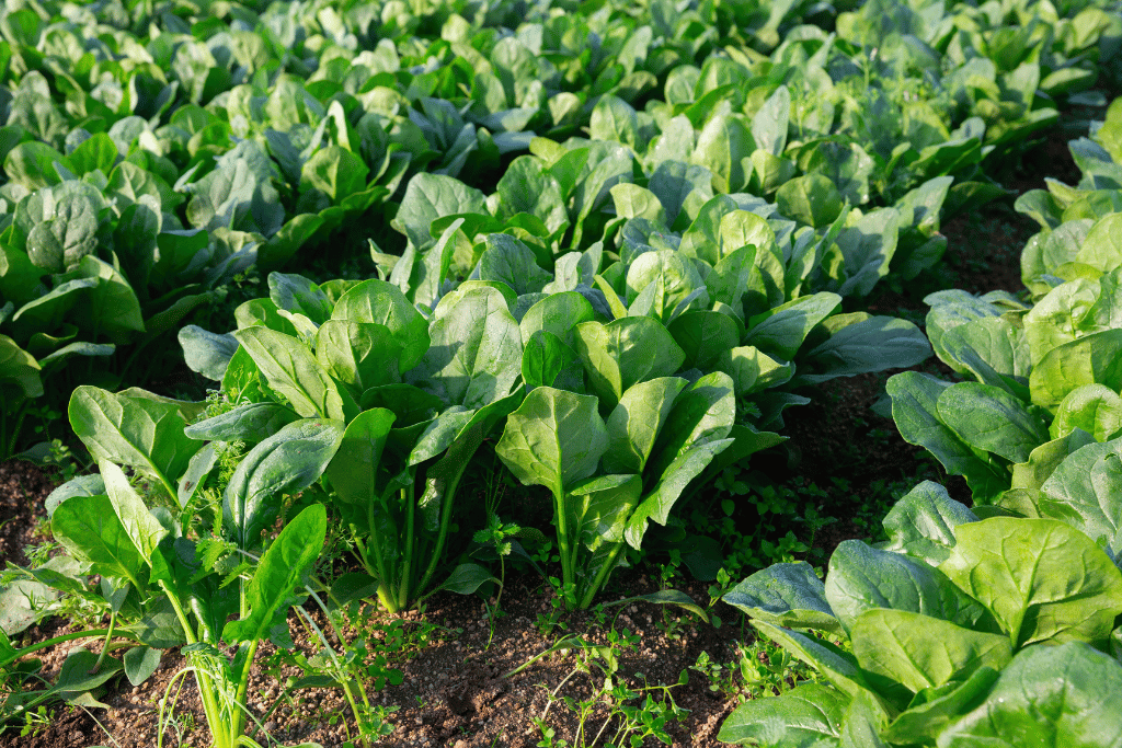 Spinach Companion Plants