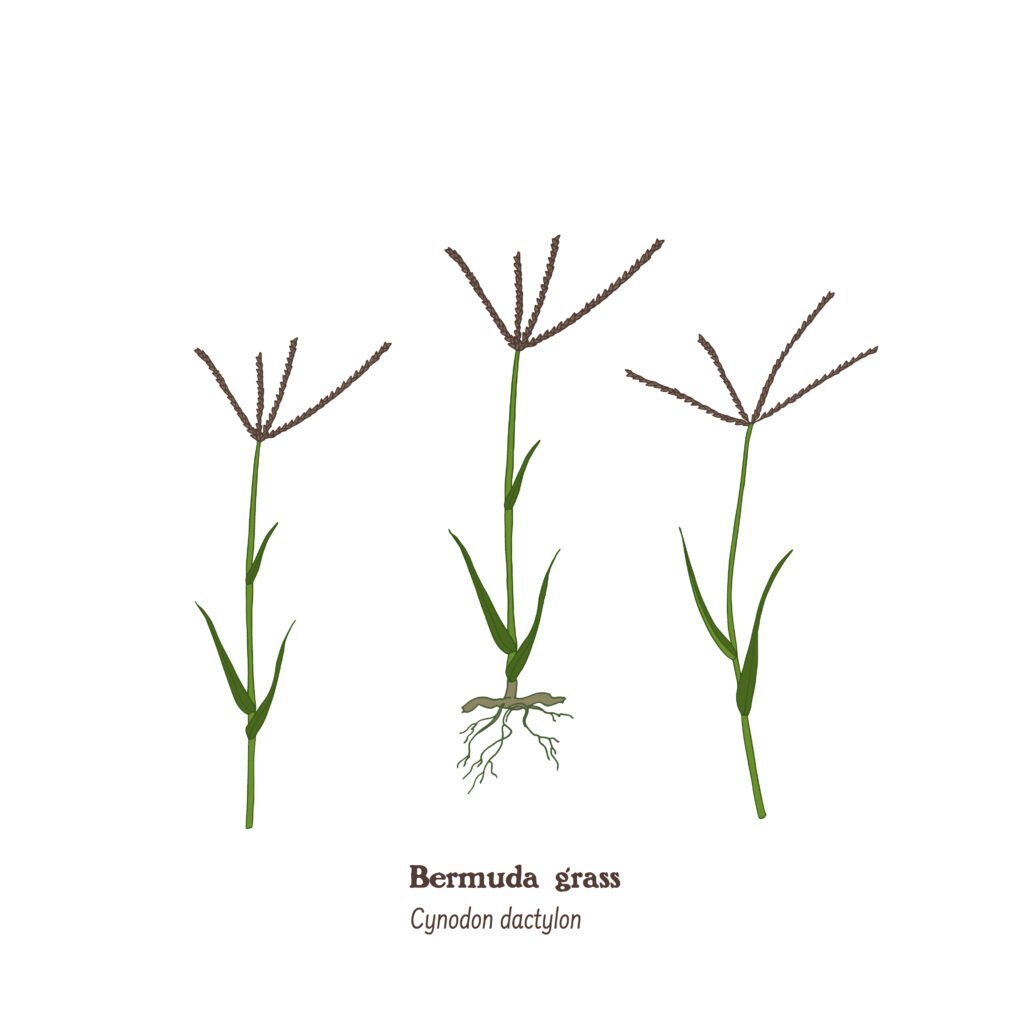 Bermuda Grass