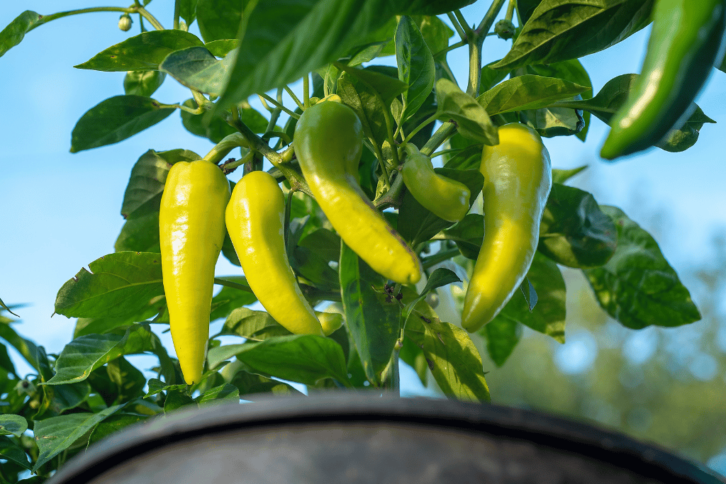 Banana peppers