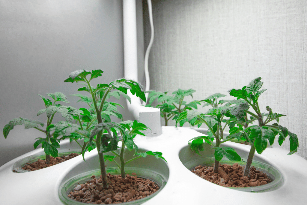 Aeroponics