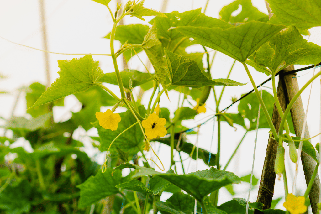 Cucumber Pollination