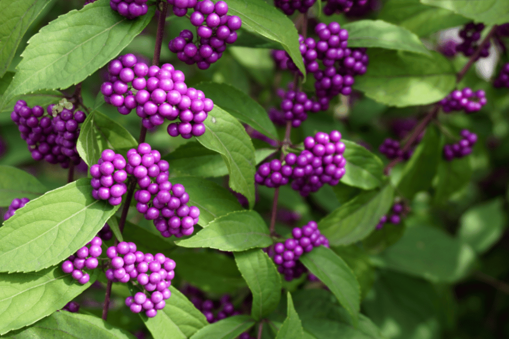 American Beautyberry