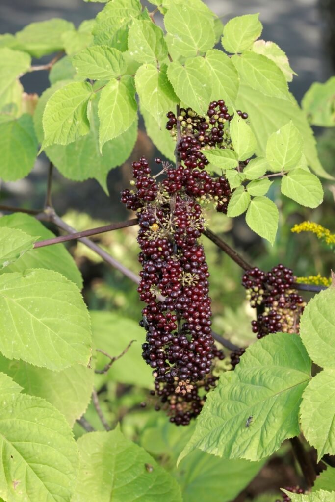 American Spikenard (Aralia racemosa)