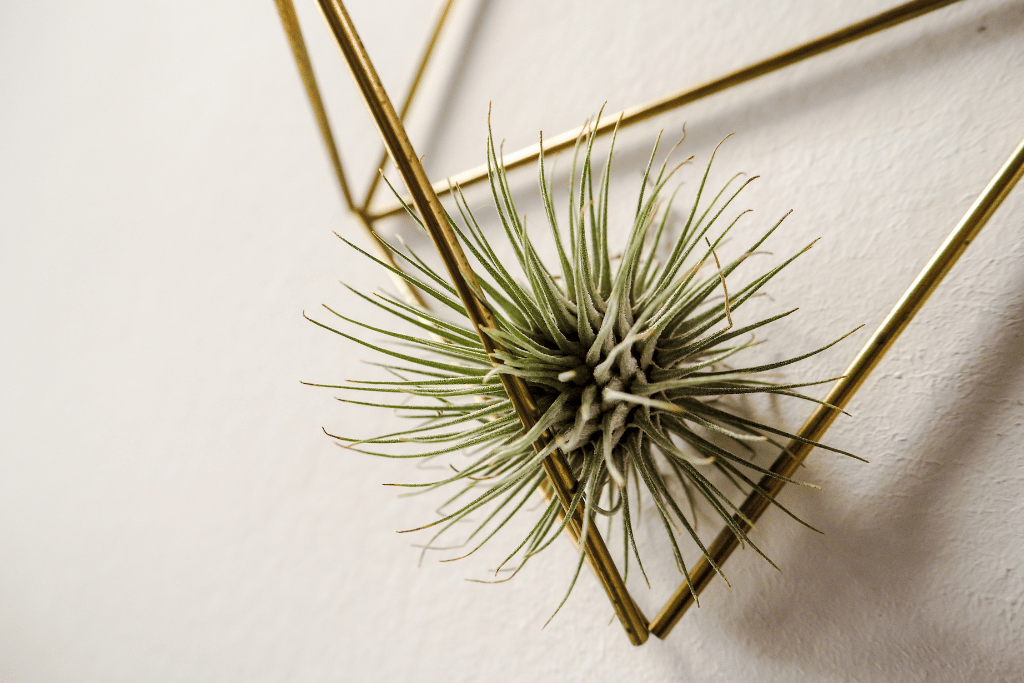 Andreana Air Plant (Tillandsia andreana)