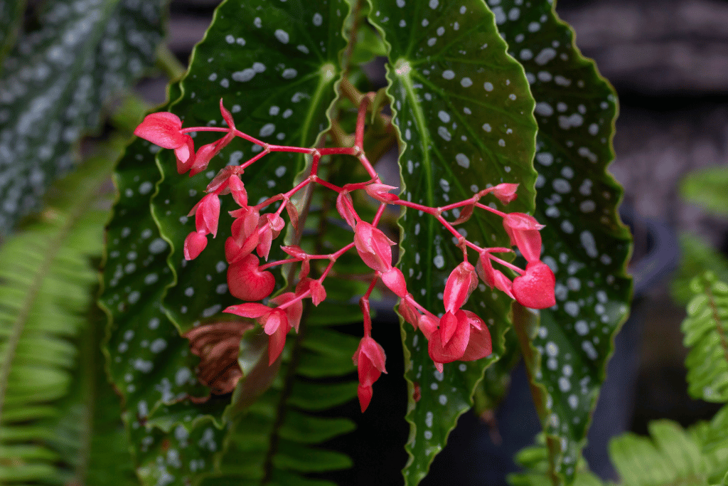 Angel Plants Flower