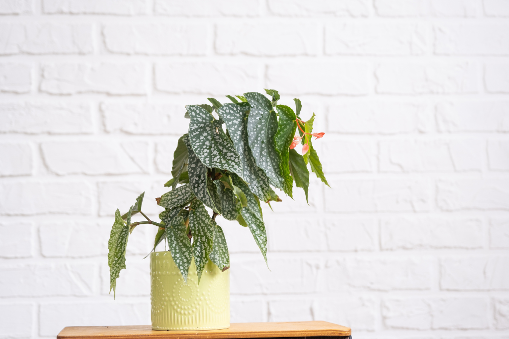 Angel Wing Begonia 