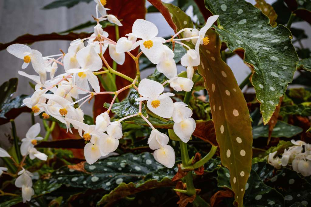 Angel Wing Plant