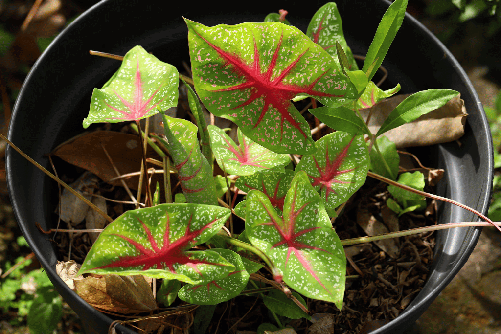 Angel Wing Plants Live