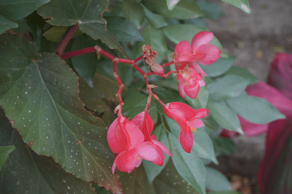 Angel Wings Plant