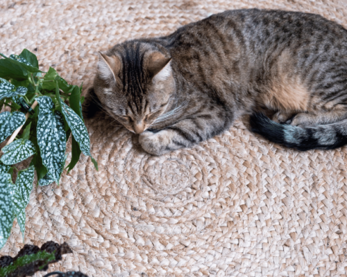 is an angel plant poisonous to Cats