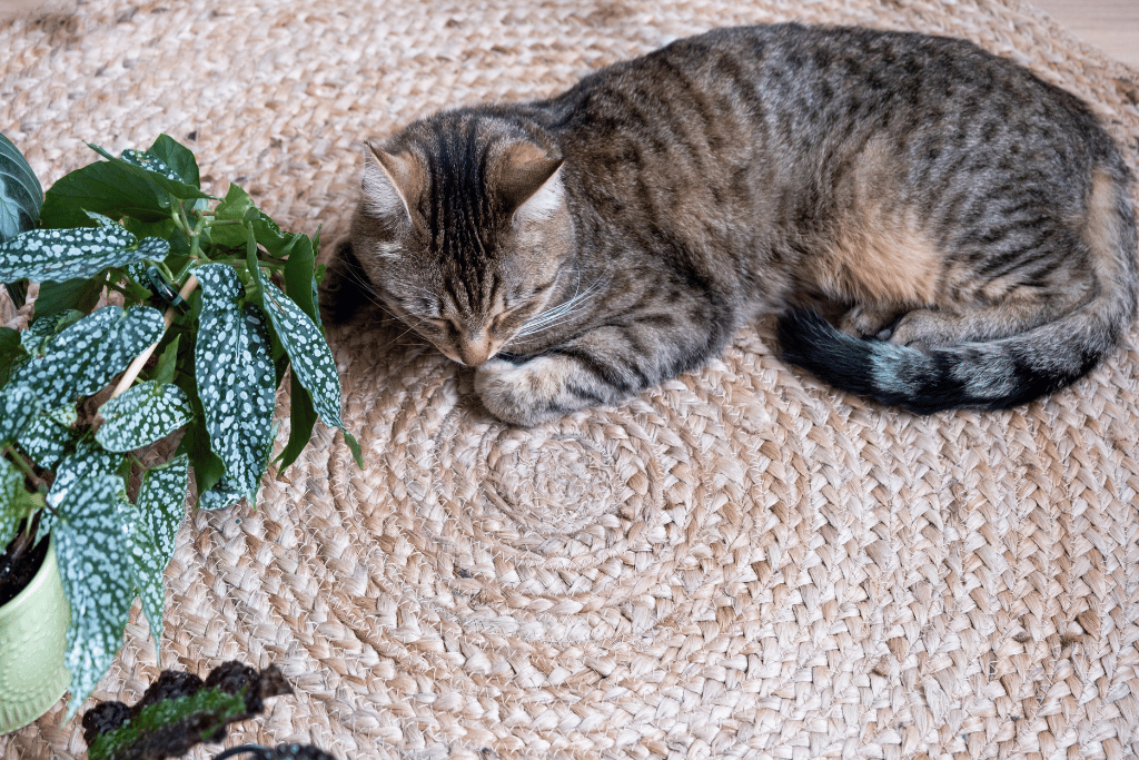 is an angel plant poisonous to Cats