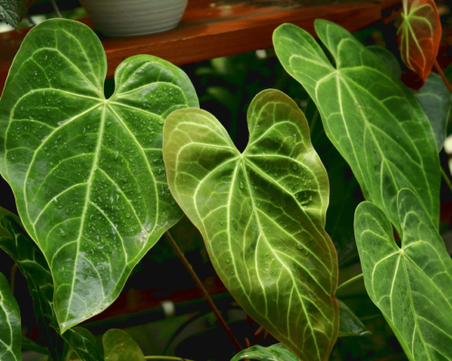 anthurium crystallinum x magnificum