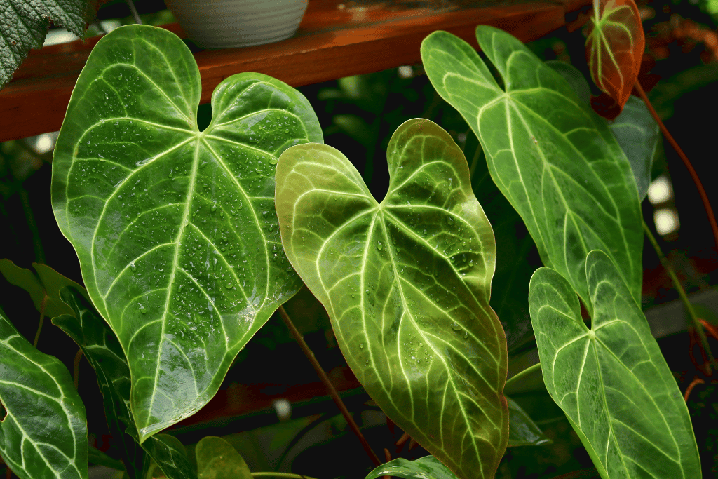 anthurium crystallinum x magnificum