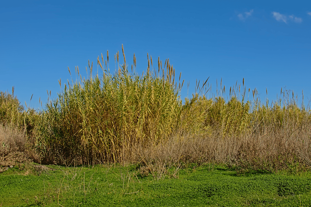 Arundo Donax