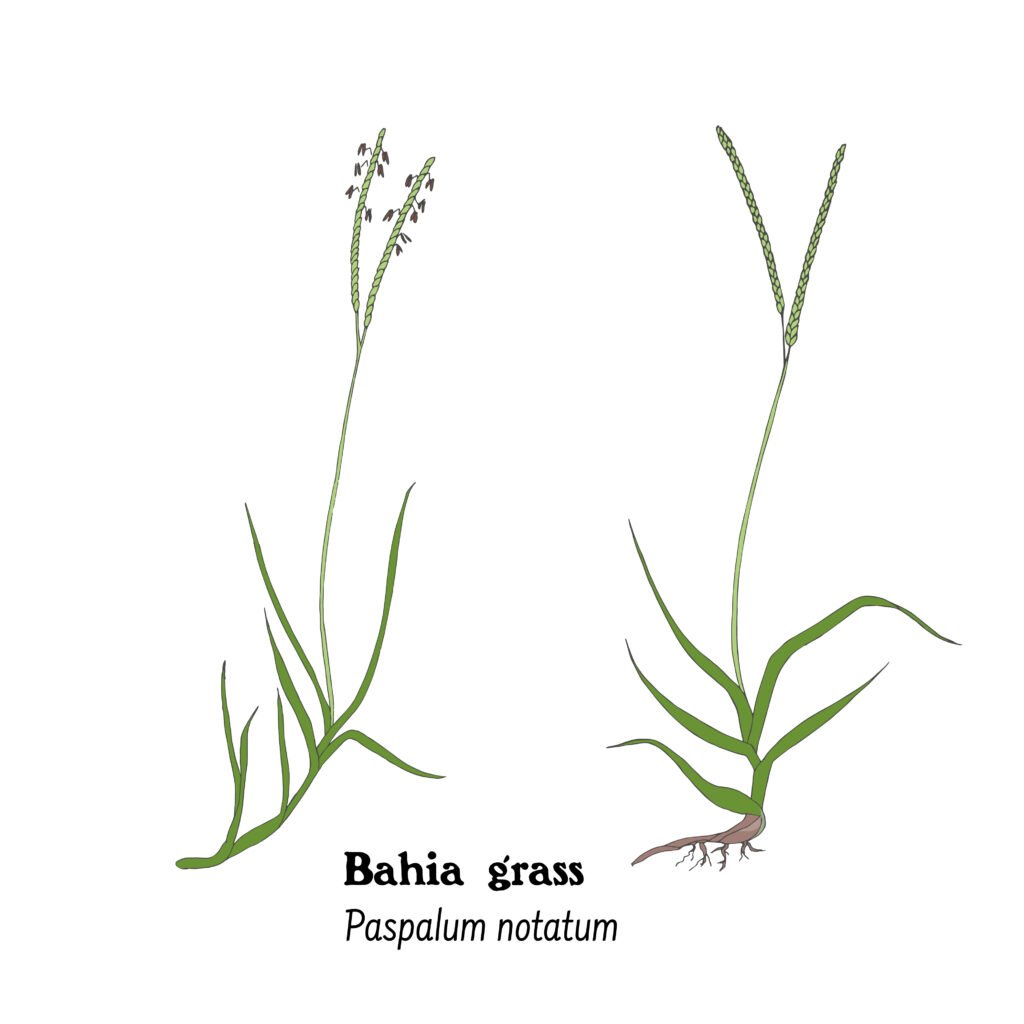 Bahia Grass