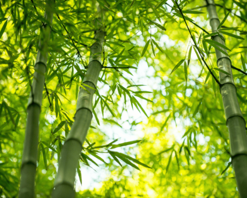 plant that looks like bamboo