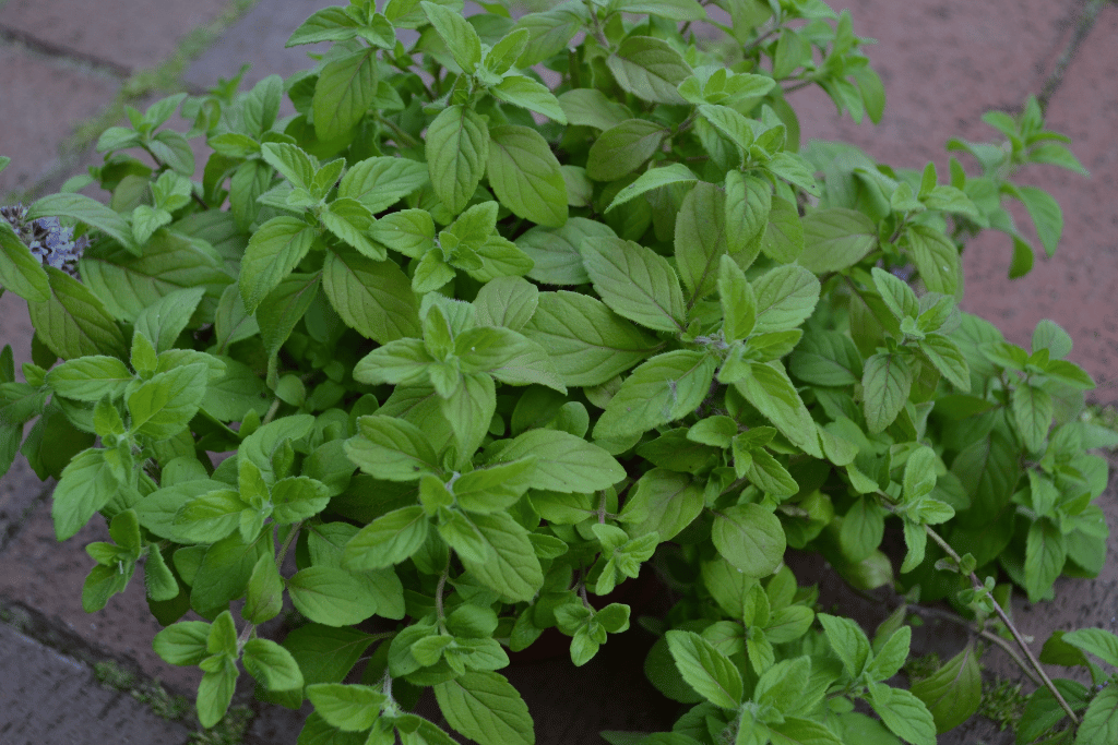 Banana mint (Mentha arvensis)