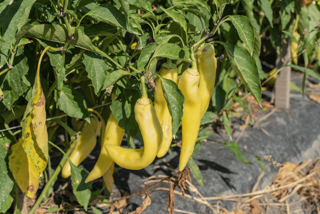 Harvest Banana Peppers