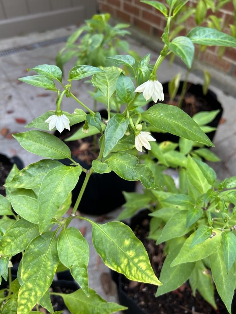 Banana peppers Flowers