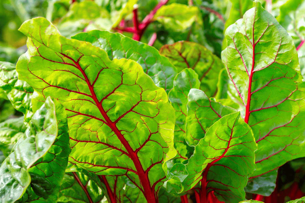 Beetroot (Beta Vulgaris)