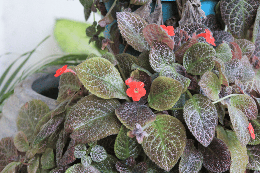 Begonia Aconitifolia