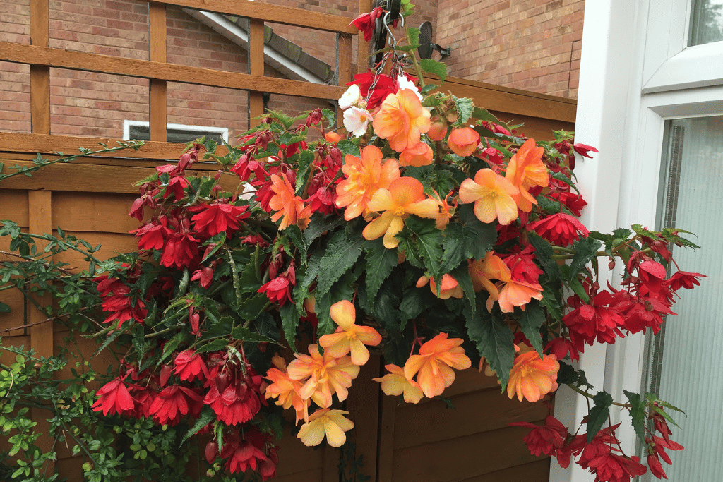 Begonia (Begonia rex)