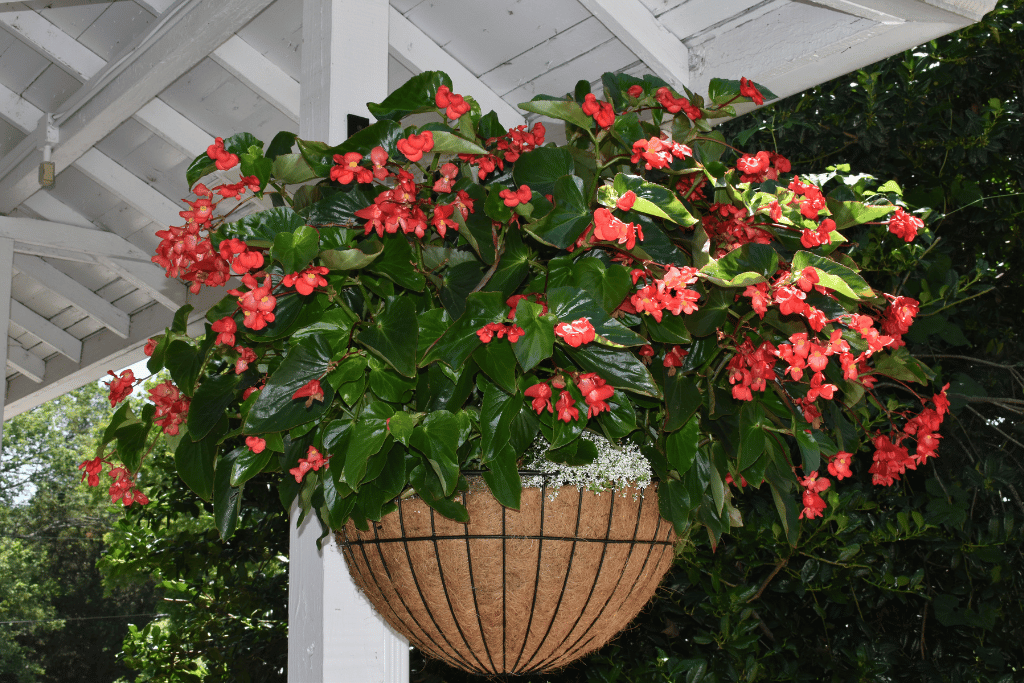 Begonia