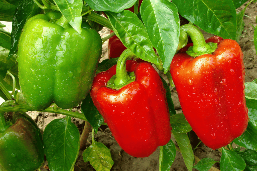 Bell Pepper Growing Season