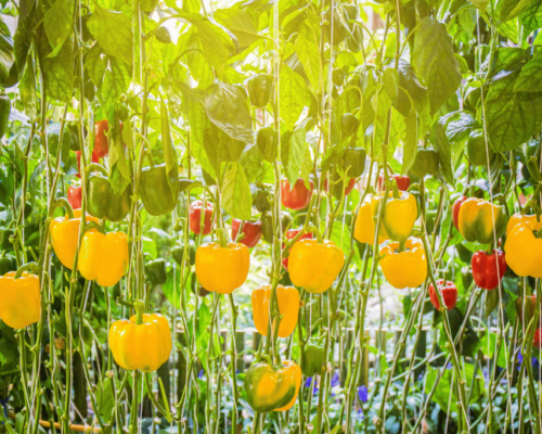 bell peppers growing stages