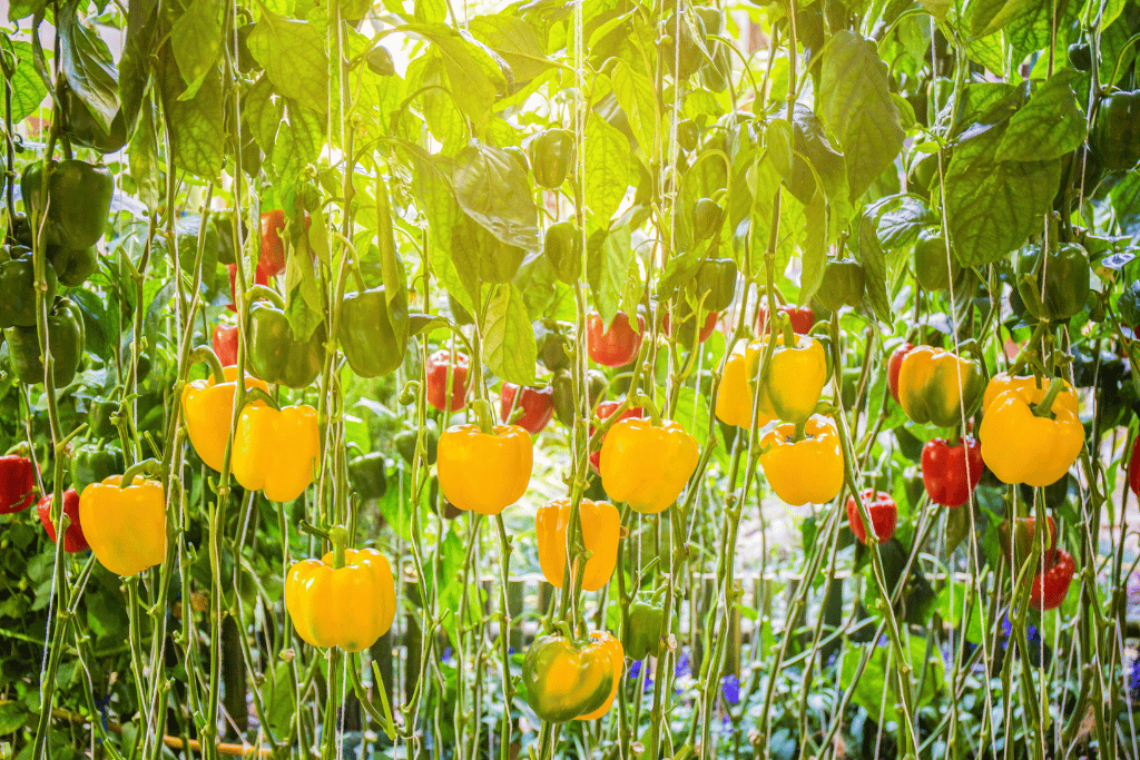 bell peppers growing stages