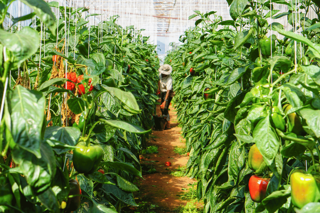 Bell Peppers Grown In Greenhouses