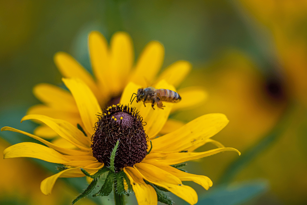 Black Eyed Susans Pollination