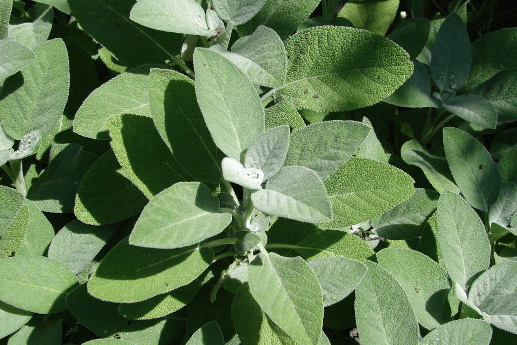 Berggarten Sage