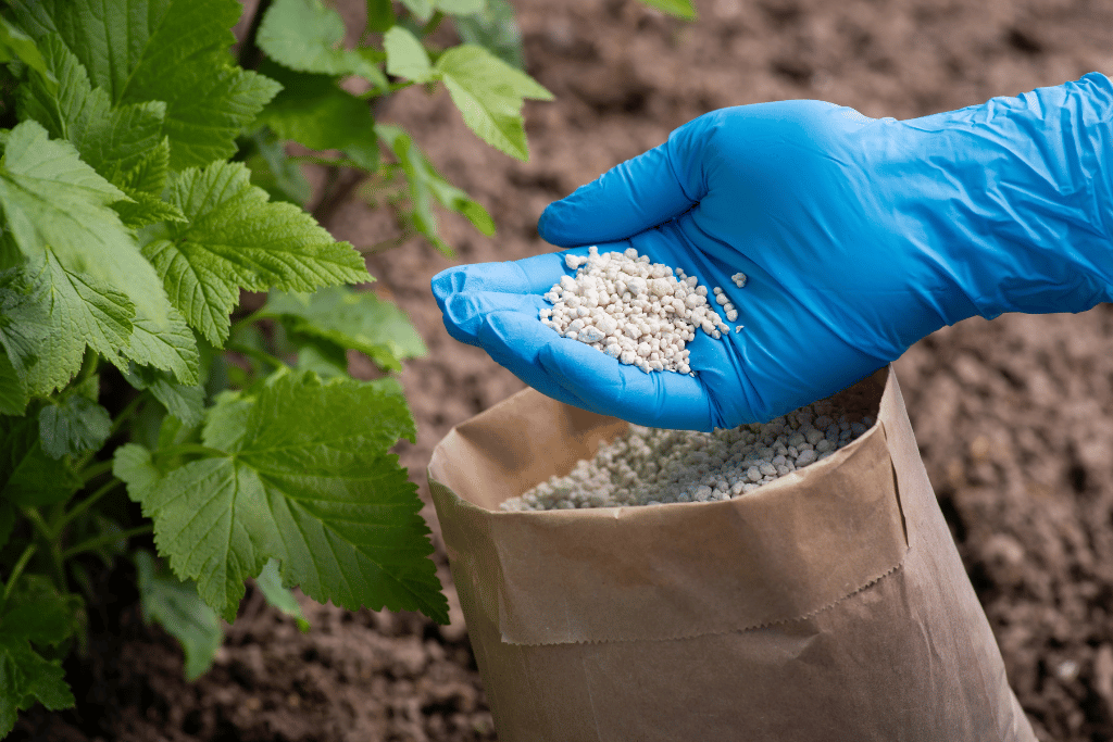 Fertilizer for Peonies