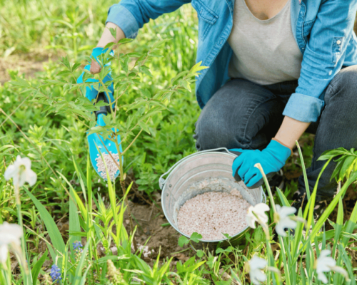 fertilizer for peonies