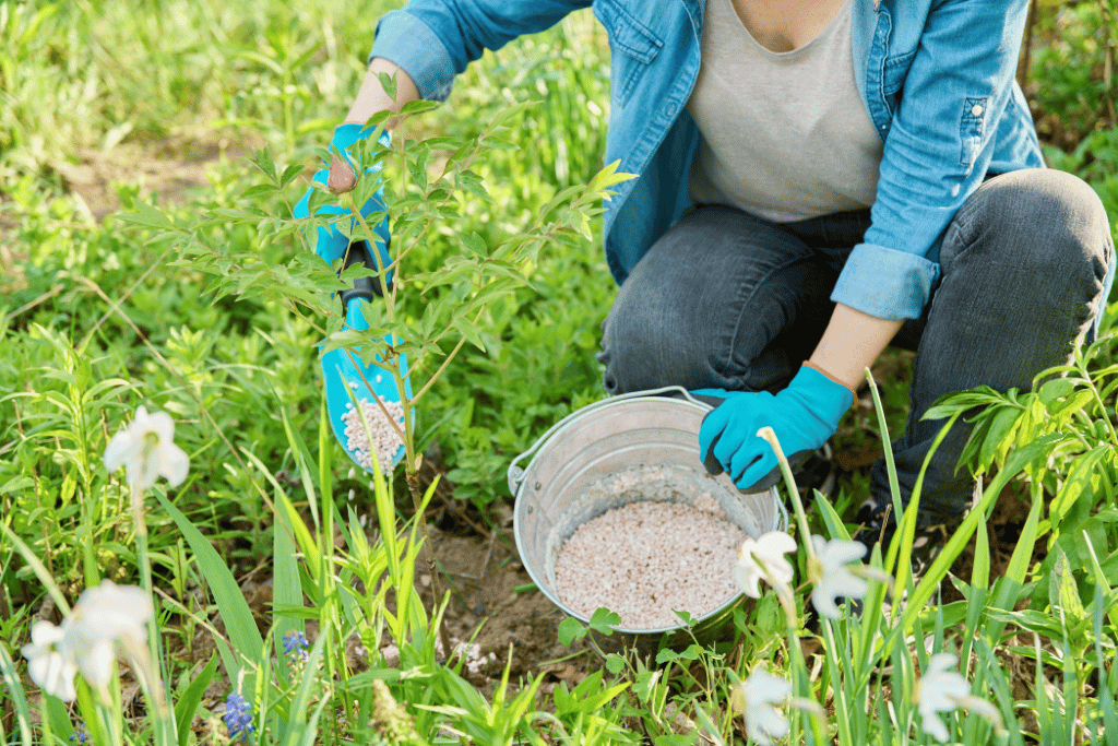 fertilizer for peonies