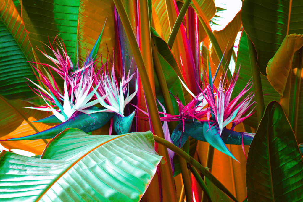 Bird of Paradise Plant