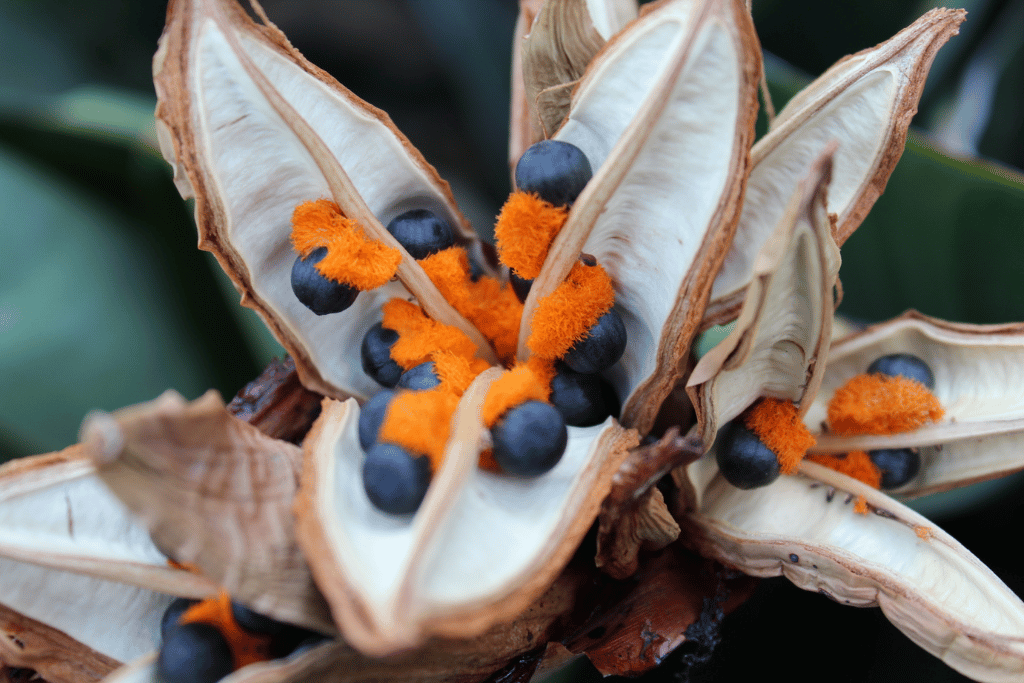 Bird of Paradise Seed Pods